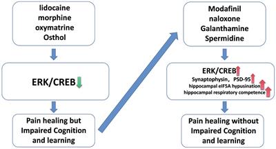 Frontiers Mechanism Of Erk Creb Pathway In Pain And Analgesia